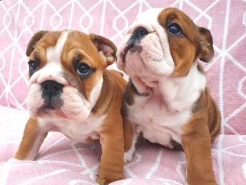 bulldog inglese di 3 mesi pedigree