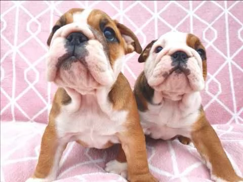 bulldog inglese di 3 mesi pedigree | Foto 0