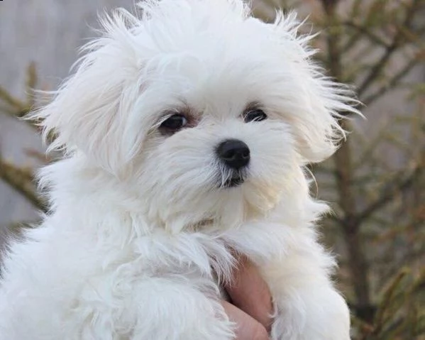 cuccioli di maltese 