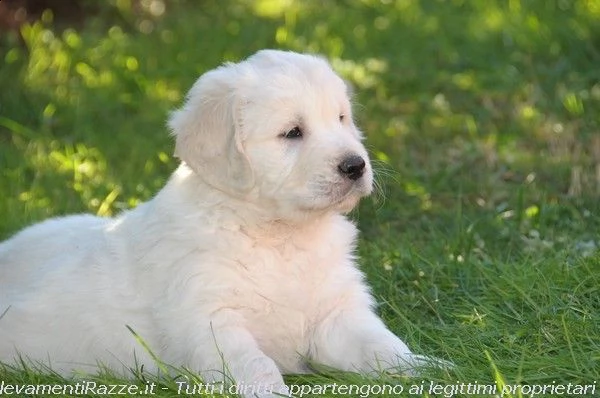 cuccioli di golden retriever con pedigree- | Foto 0