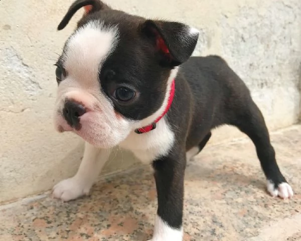cucciolo maschio boston terrier