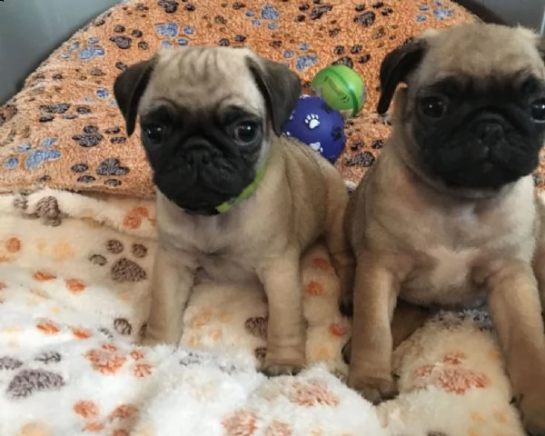 carlino cuccioli consegna a domicilio | Foto 0