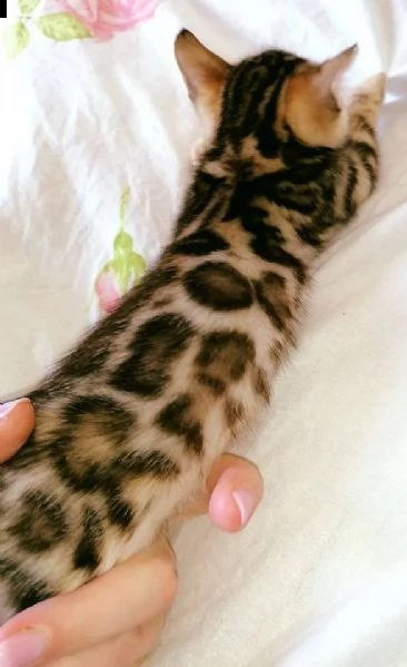 regalo del gattino del bengala