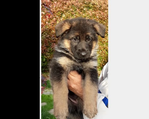 k..ucciola di pastore tedesco