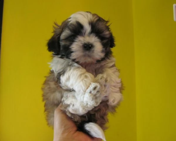 k..ucciolo di shitzu femmina