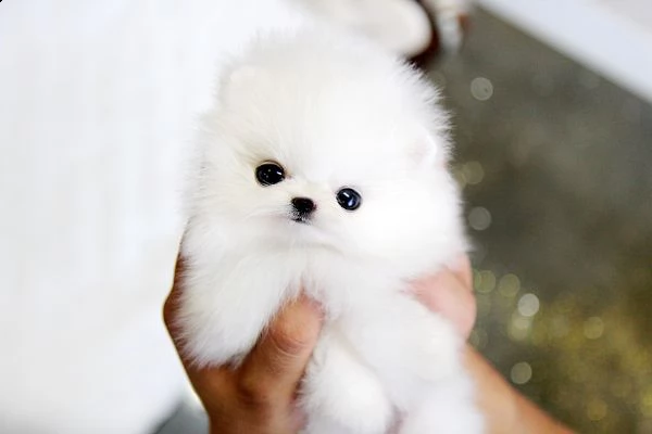 cuccioli di pomerania dolci per adozione.