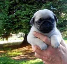 carlino disponibile per l'adozione ,statura molto piccola, i cuccioli hanno circa 2 mesi,peso 2.5kg 