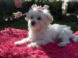 offro in adozione cucciolo 2 bichon maltaise cuccioli disponibile per l'adozione disponibili per ess
