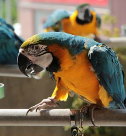 i ucelli di pappagalli  ara sono disponibili per l'adozione, con tutte le vaccinazioni  davvero sple