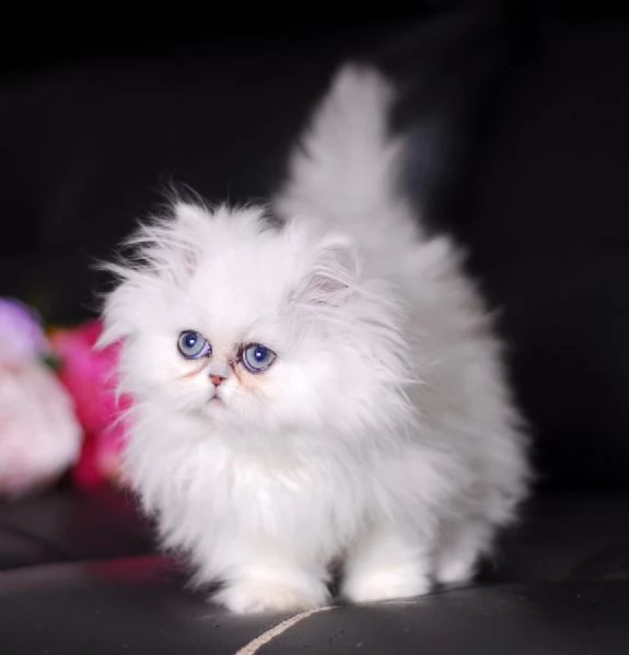 offro in regalo persiani gattini con pedigree . cuccioli di  persiani siamo urgentemente alla ricerc