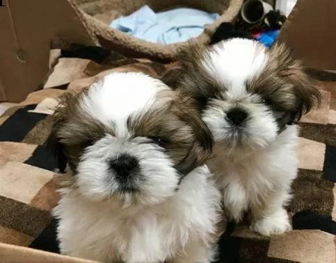  cuccioli shih tzu adorabili cuccioli e carino maschi e femmine. i nostri cuccioli sono 3 mesi di et