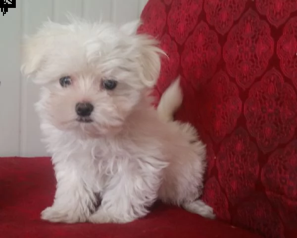 cuccioli maltese italiani  | Foto 0