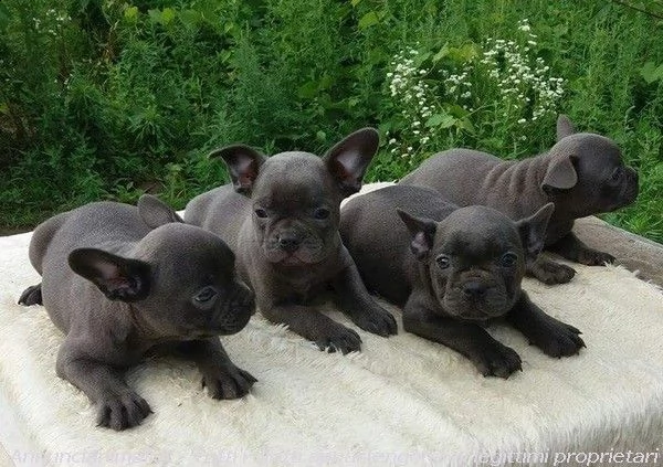 cuccioli di bouledogue francesi disponibili | Foto 0