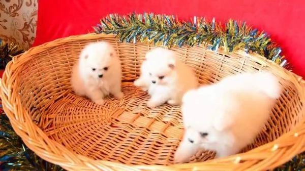 spitz mini mini toy buonissimi inteligentissimi e vivacissimi