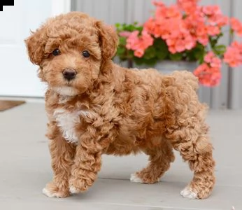 offro in regalo barboncino cuccioli con pedigree . cuccioli di  barboncino siamo urgentemente alla r