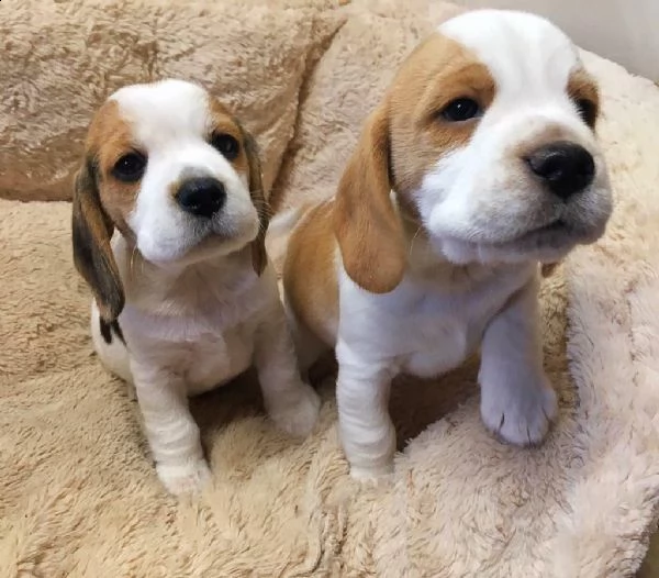 disponibili  femminucce e maschietto di beagle praga rosso cervo hanno 60gg svermati diverse volte e