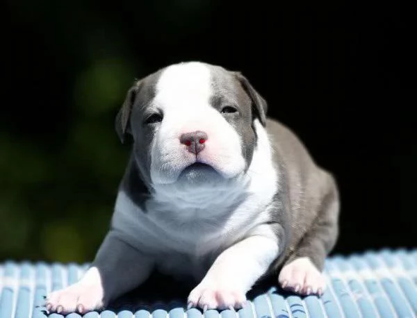 regalo adorali cuccioli di americano pitbull femminucce e maschietti 