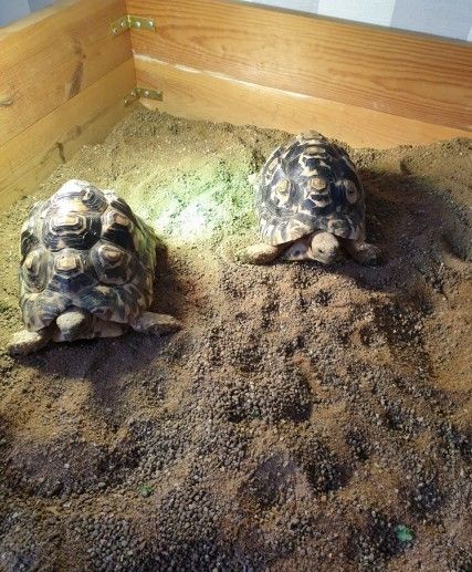 disponibili esemplari di tartarughe di terra  | Foto 1