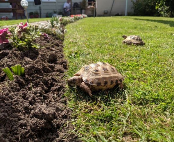 disponibili esemplari di tartarughe di terra  | Foto 0