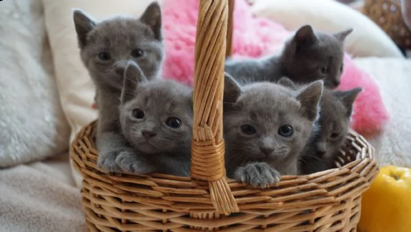 stunning russian blue kittens..