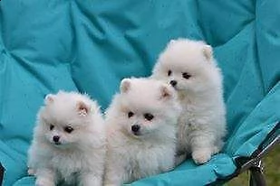  volpino di pomerania 