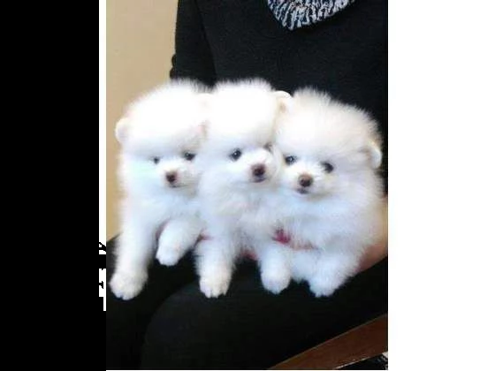 favolosi cuccioli di volpini spitz pomerania bianchissimi e sveglissimi 