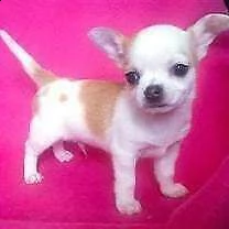 disponibili cucciolo di chiwawa mini mini toy purissimi 