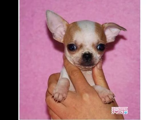 cuccioli di chihuahua toy belli e sanissimi gia sverminati 