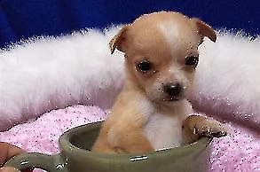piccinini cucciolini chihuahua toy originalissimi eccellentissimi e piccolissimi