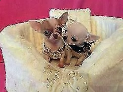 disponiamo cuccioli di chihuahua toy gioiosi e teneri di 70 giorni 
