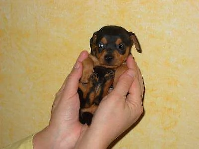 disponiamo cuccioli bellissimi di pincher toy di 2 mesi e mezzo