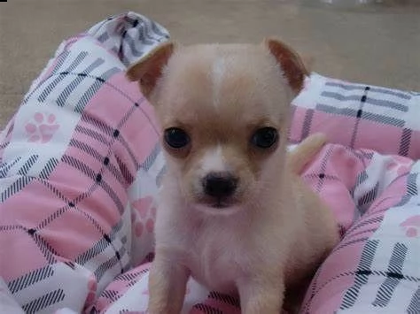 bellissimo cucciolo di pincher chiwawa velocissimo inteligentissimo 