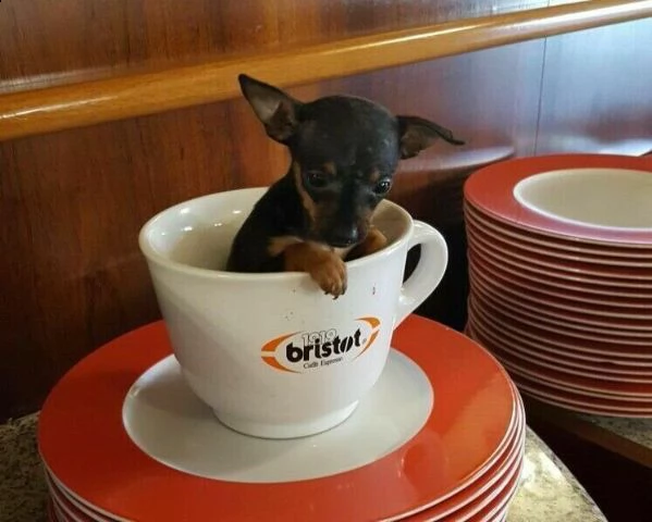 cedesi cucciolini pincher mini toy nerissimi originalissimi 