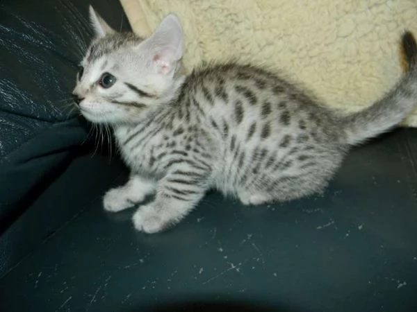 cuccioli  egyptian mau adorabili cuccioli e carino maschi e femmine. i nostri cuccioli sono 3 mesi d