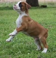  cuccioli  boxer  adorabili cuccioli e carino maschi e femmine. i nostri cuccioli sono 3 mesi di età