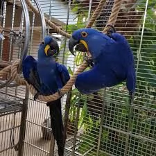 giovani pappagalli ara babby pronti per un nuovo proprietario e casa in modo che possano crescere pe