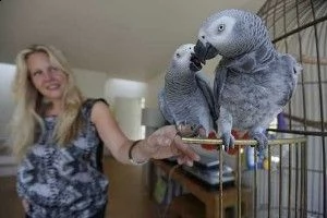 pappagalli grigi africani cenerino alla ricerca di una nuova casa nome scientifico: psittacus eritha