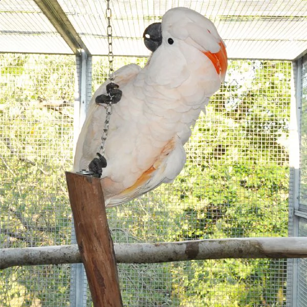 pappagallo cacatua allevato a mano> pronto per l'adozione. ma devi essere un amante dei pappagalli. 