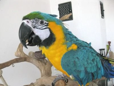 pappagalli ara allevati a mano, domati e già socievoli addestrati da noi nelle nostre voliere. pappa | Foto 0