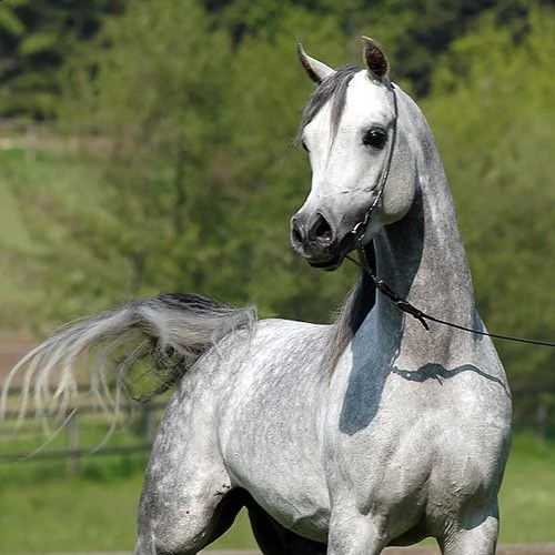 cavallo arabo , 7 anni , alla ricerca di un nuovo fantino . ottimo carattere, bellissimo movimento, 