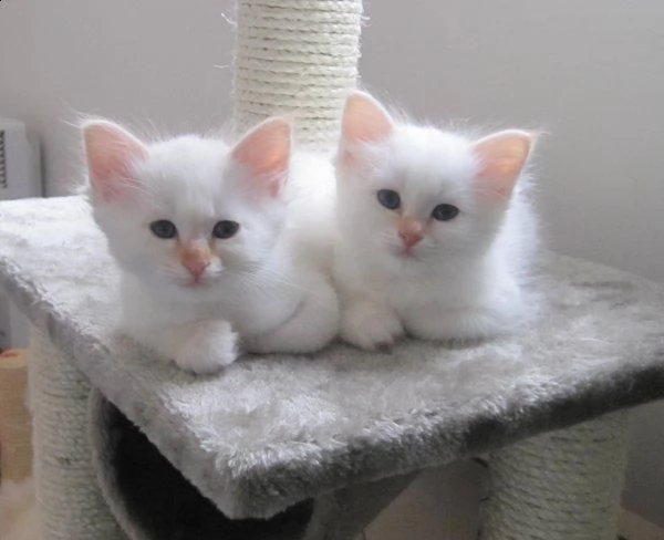 offro in regalo sacro birmani gattini con pedigree . cuccioli di  sacro birmani siamo urgentemente a