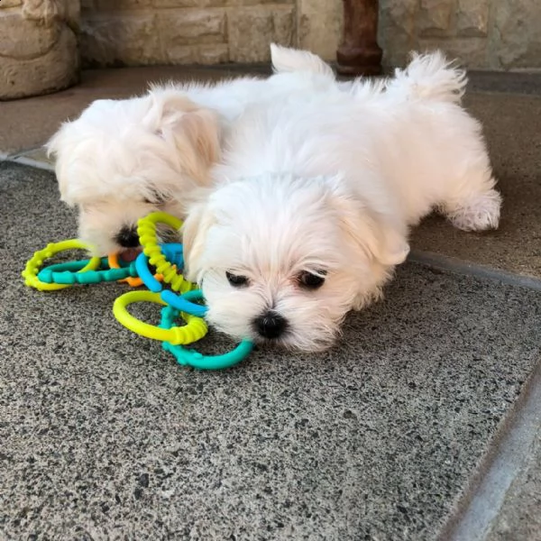 cuccioli di maltese (gratuito) abbiamo cuccioli di maltese disponibile versione maschile e femminile