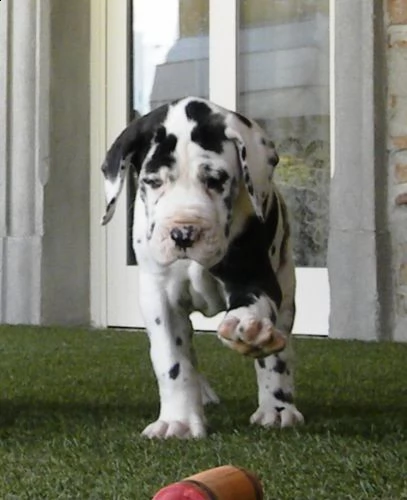 offro in adozione cucciolata di allano prestigiosa e favolosi cucciolato e cucciolata di alano , fav