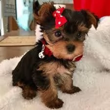offro in adozione cucciolata di micro york shires toy cuccioli prestigiosa e favolosi cucciolato e c