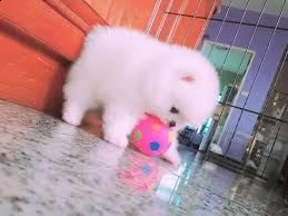 cuccioli di micro pomerania disponibile per l'adozione ,statura molto piccola, i cuccioli hanno circ