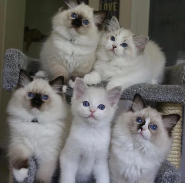 cuccioli ragdoll disponibili