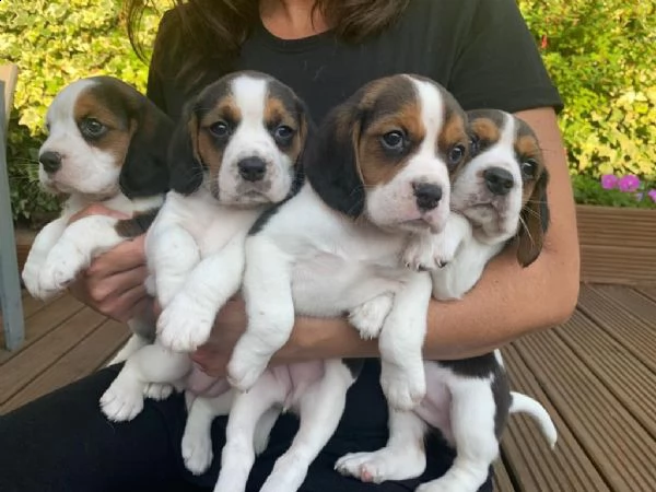 regalo beagle meravigliosi