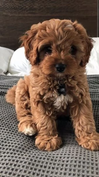 cuccioli barboncini toy con pedigree  | Foto 0