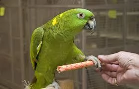 amazzone di pappagalli i ucelli di pappagalli sono disponibili per l'adozione, con tutte le vaccinaz