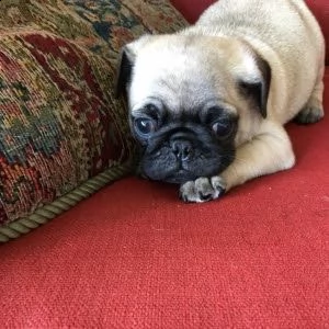 favolosi cuccioli di carlino con pedegree enci